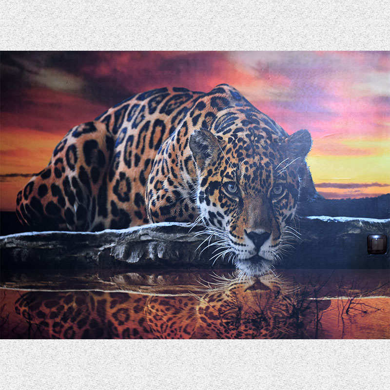 wild cat photo wallpaper